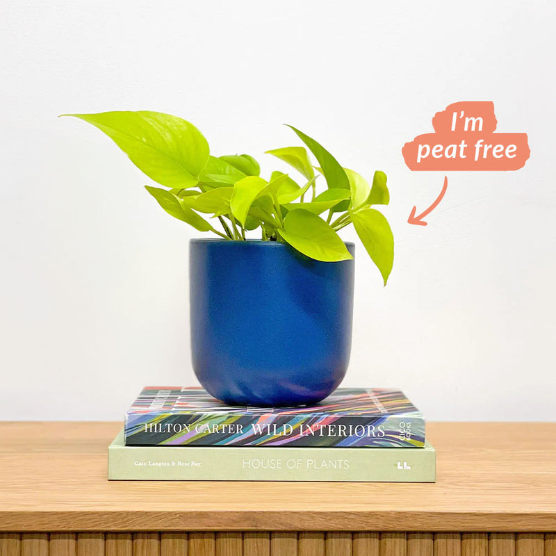Neon Pothos & Pot
