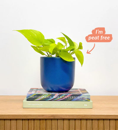 Neon Pothos & Pot