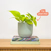 Neon Pothos & Pot
