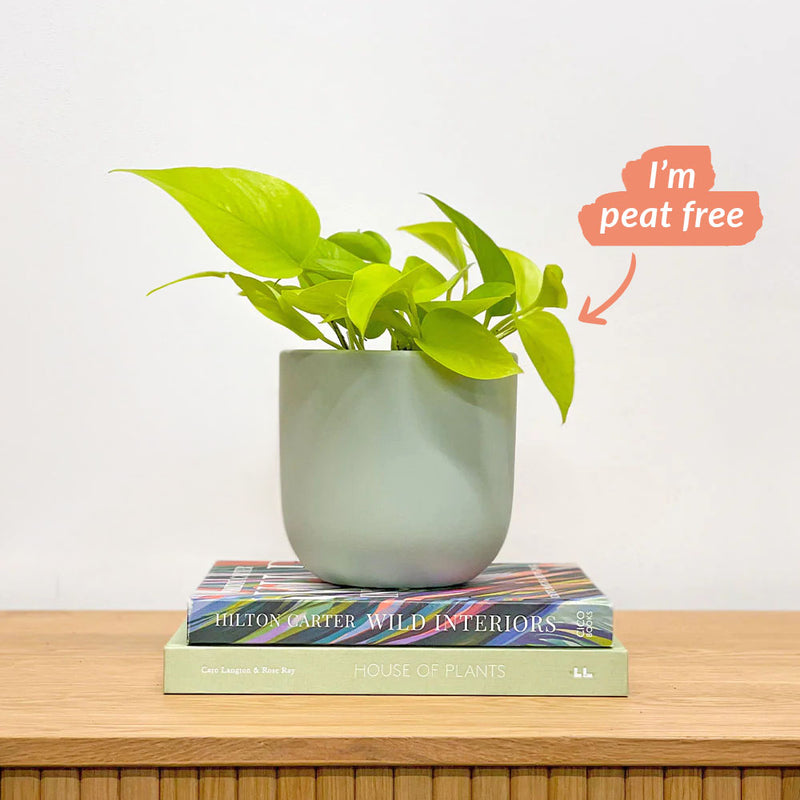 Neon Pothos & Pot