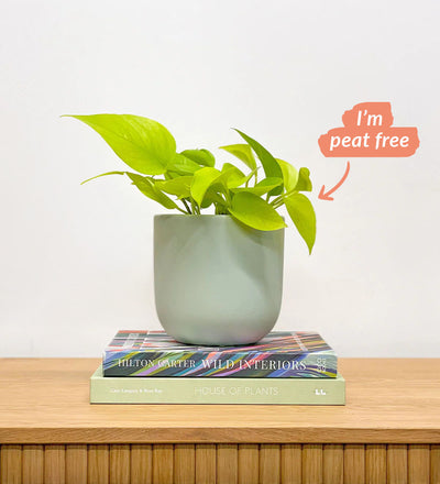neon potho Neon Pothos (Epipremnum Aureum 'Neon')