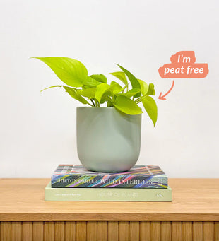 Neon Pothos