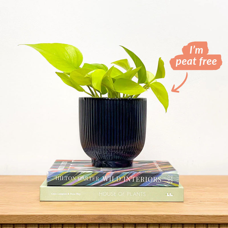 Neon Pothos & Pot