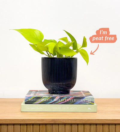 Neon Pothos & Pot