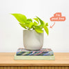Neon Pothos & Pot