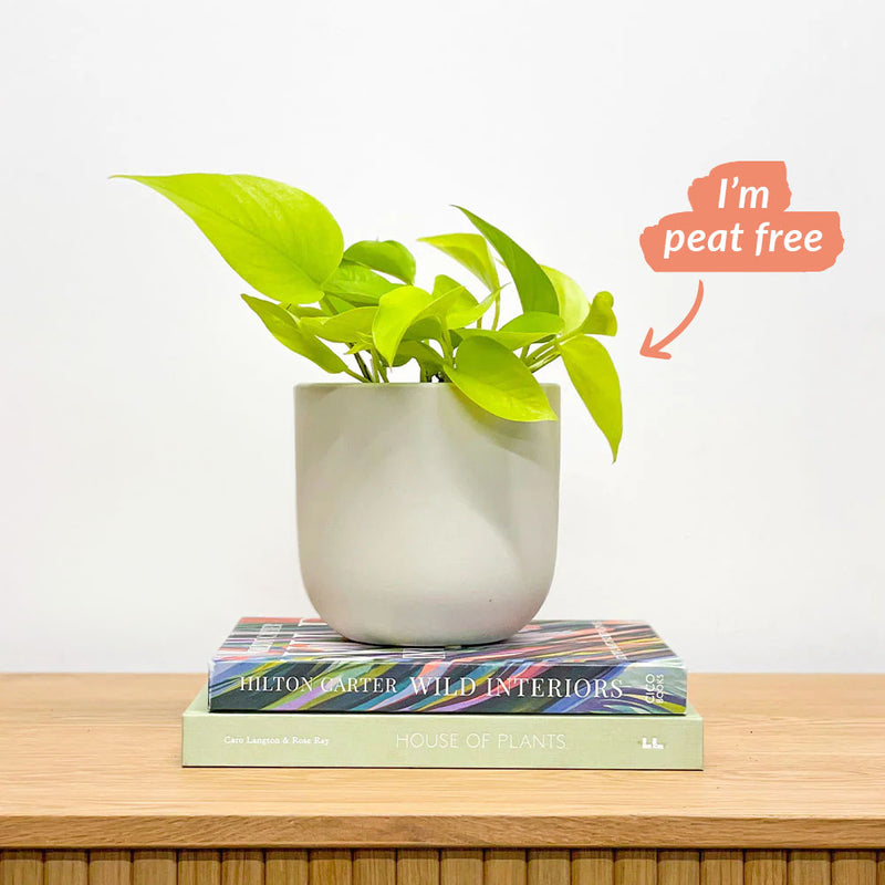 Neon Pothos & Pot