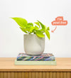 Neon Pothos & Pot