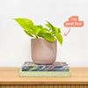 Neon Pothos & Pot