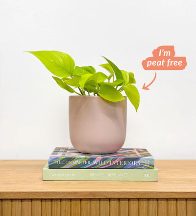 Neon Pothos & Pot