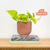 Neon Pothos & Pot