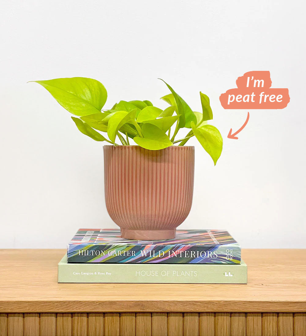 Neon Pothos & Pot