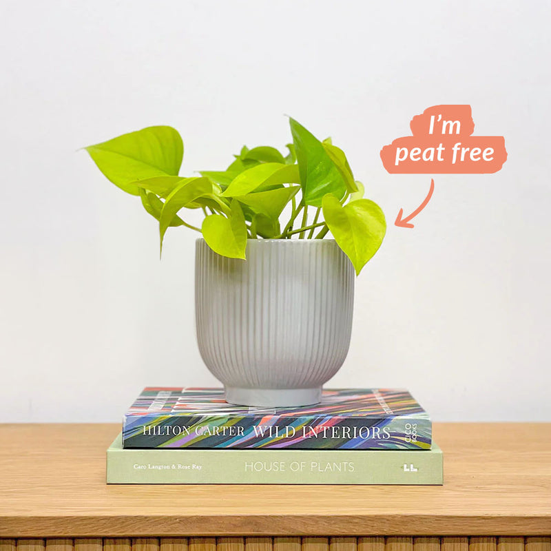 Neon Pothos & Pot