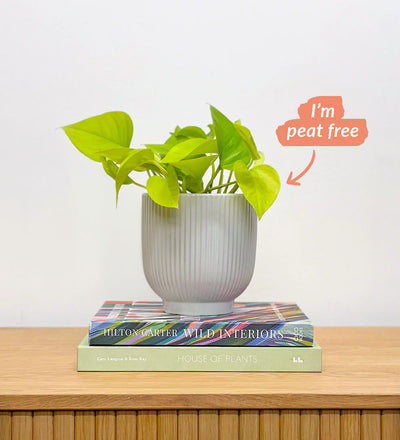 Neon Pothos & Pot