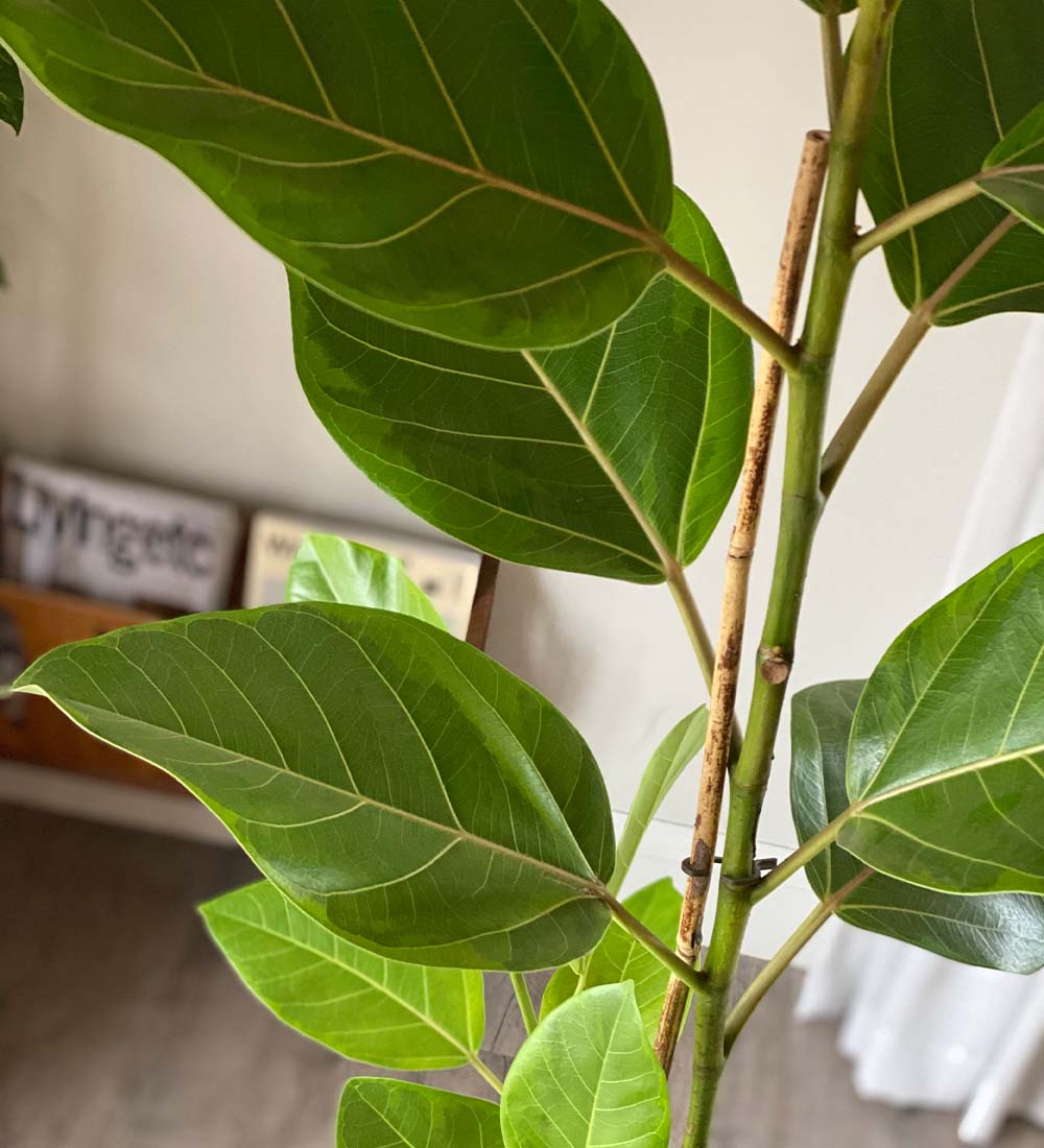 Ficus Bengal Fig