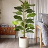 Ficus Joy