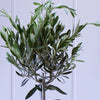 Olive Tree