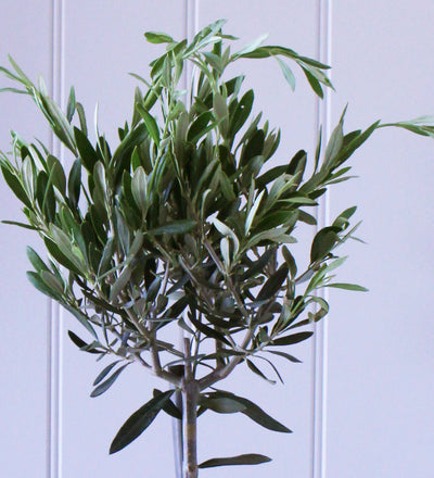 Olive Tree