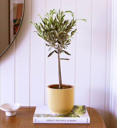Olive Tree & Pot