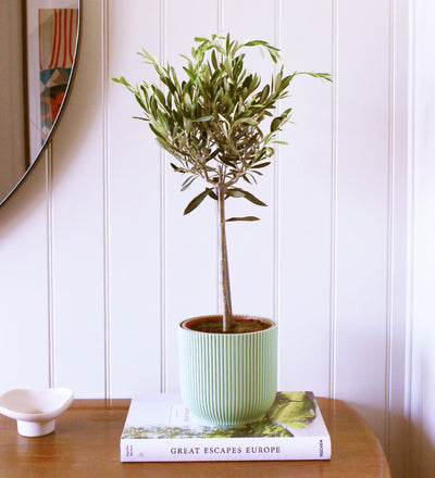 Olive Tree & Pot