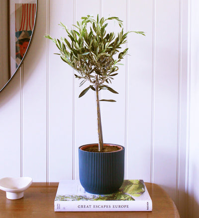 Olive Tree & Pot