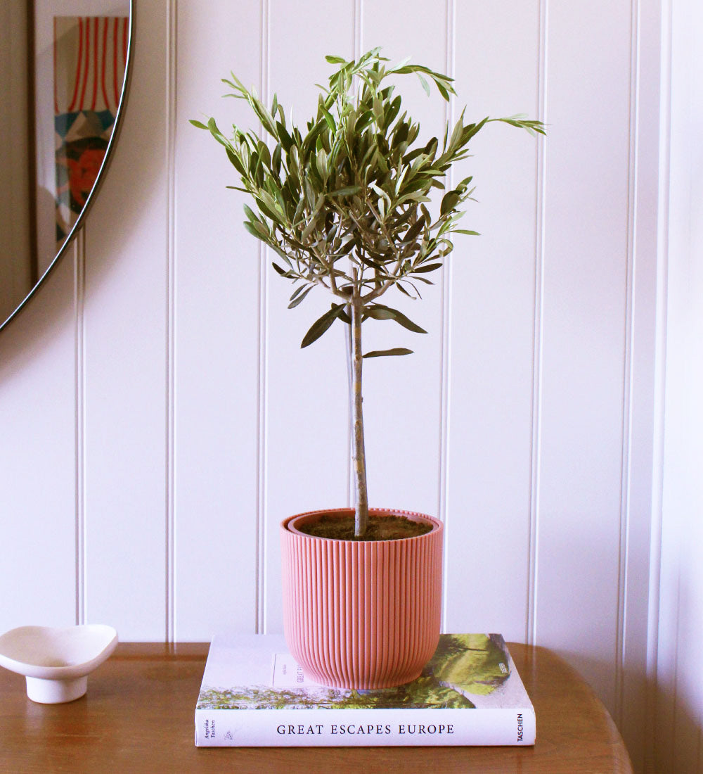 Olive Tree & Pot
