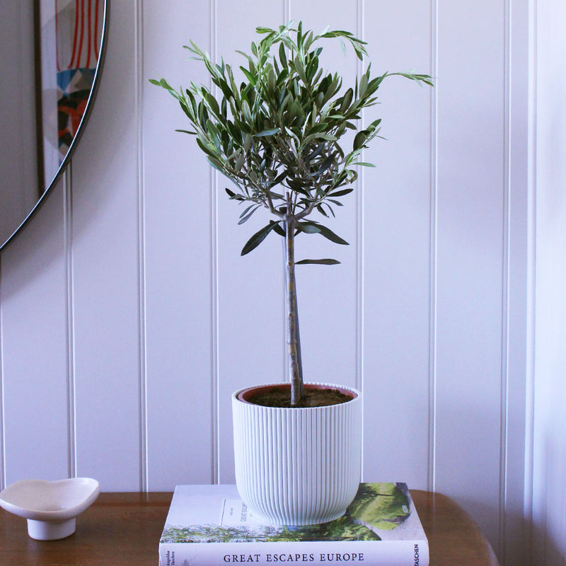 Olive Tree