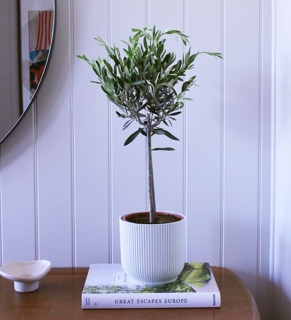 Olive Tree