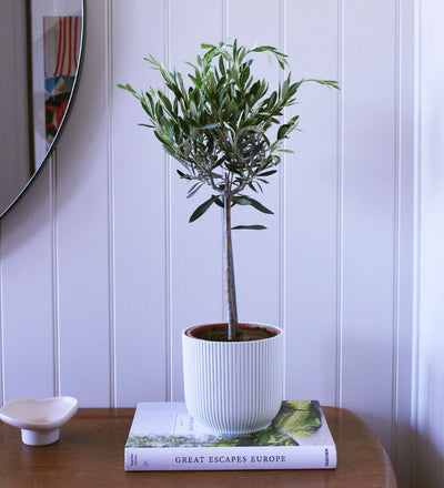 Olive Tree