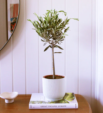 Olive Tree & Pot