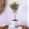 Olive Tree