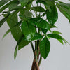 Money Tree, Pot & Watering Can