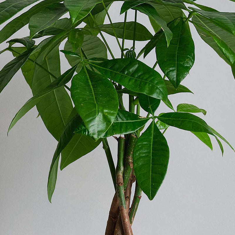 Money Tree, Pot & Watering Can