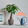 Money Tree, Pot & Watering Can