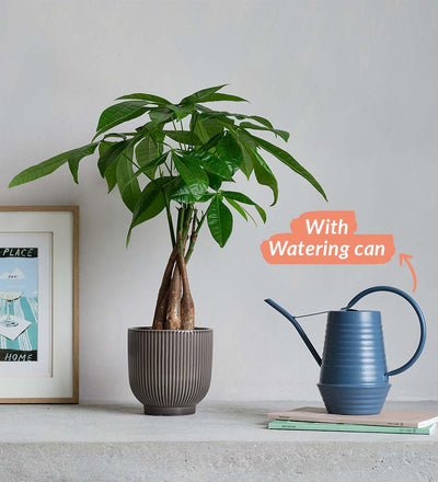 Money Tree, Pot & Watering Can