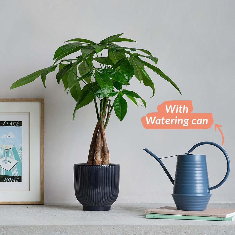 Money Tree, Pot & Watering Can