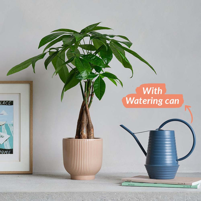 Money Tree, Pot & Watering Can