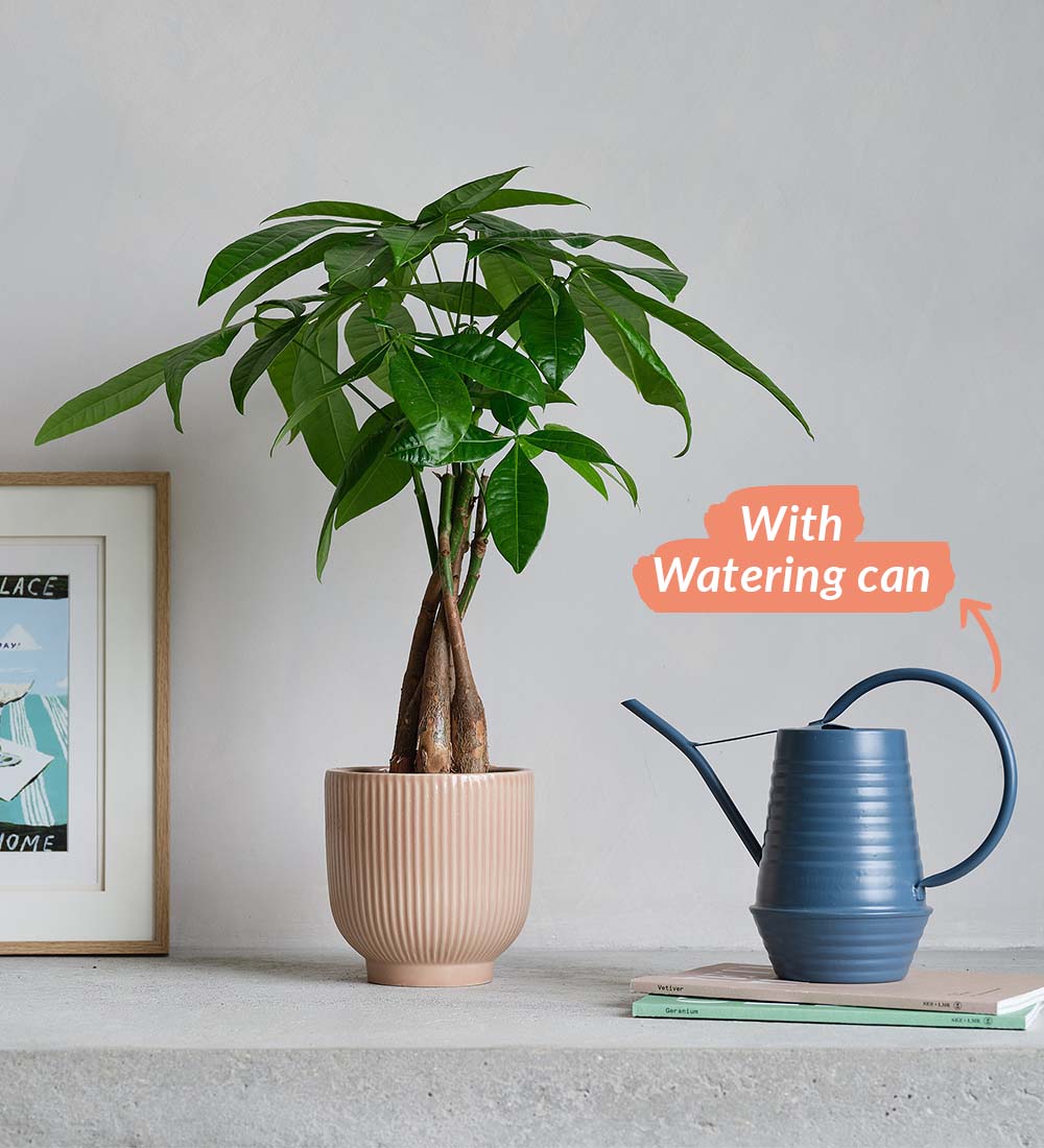 Money Tree, Pot & Watering Can