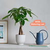 Money Tree, Pot & Watering Can