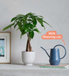 Money Tree, Pot & Watering Can