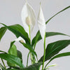 Peace Lily, Pot & Mister