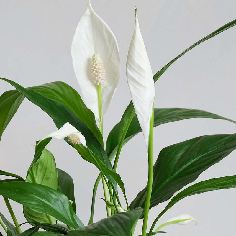 Peace Lily, Pot & Mister