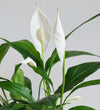 Peace Lily & Pot