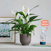 Peace Lily, Pot & Mister