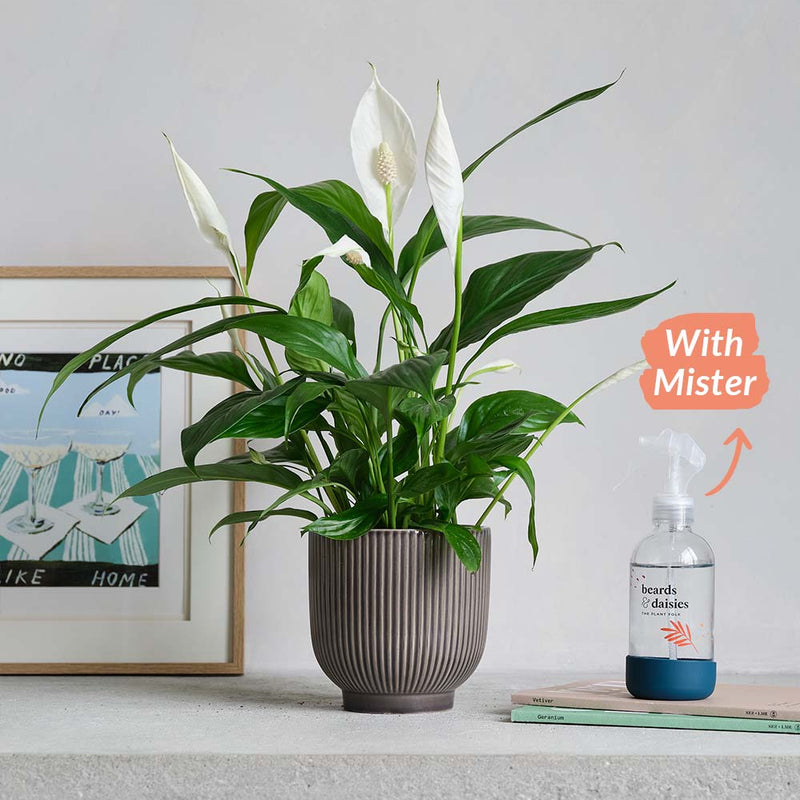 Peace Lily, Pot & Mister