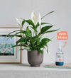 Peace Lily, Pot & Mister