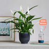 Peace Lily, Pot & Mister