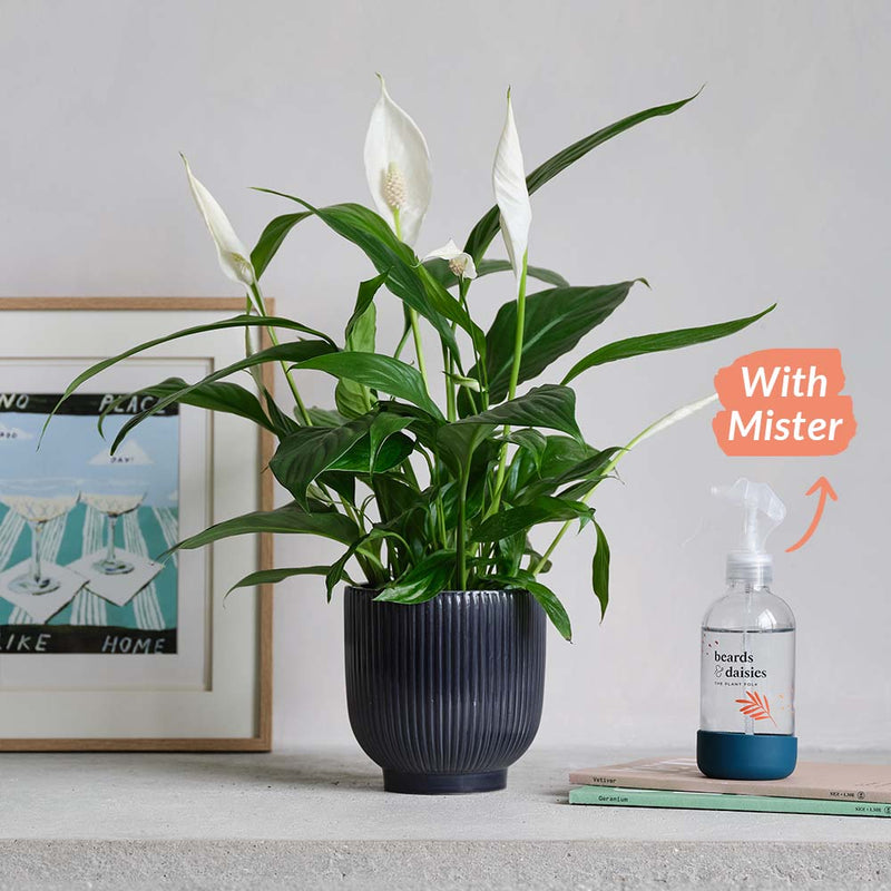 Peace Lily, Pot & Mister