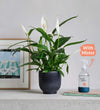 Peace Lily, Pot & Mister