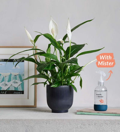 Peace Lily, Pot & Mister