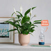 Peace Lily, Pot & Mister